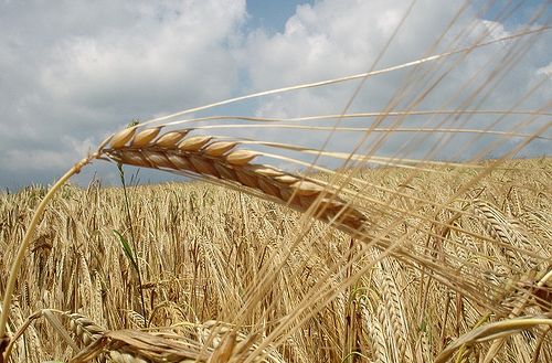Grains Grains